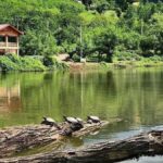 توسعه زراعت چوب در گیلان موجب حفظ جنگل ها و اشتغالزایی